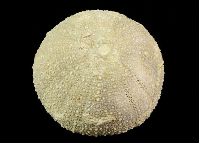 Psephechinus Fossil Echinoid (Sea Urchin) - Morocco #69862